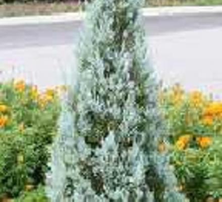 ブルーヘブン コニファー 千葉県柏市 エクステリア 外構 ボックスウッド