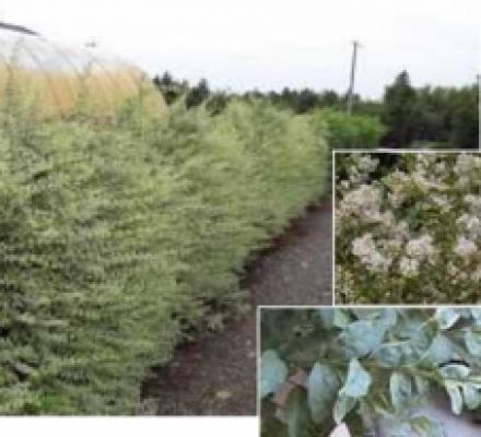 シルバープリペット 生垣 千葉県柏市 エクステリア 外構 ボックスウッド