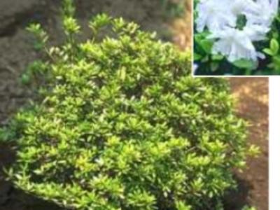 低木 おすすめ植栽 千葉県柏市 エクステリア 外構 ボックスウッド