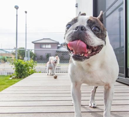 ¥É¥Ã¥°¥¬¡¼¥Ç¥ó¡¡Äí¡¡¥¨¥¯¥¹¥Æ¥ê¥¢ ¥É¥Ã¥°¥¬¡¼¥Ç¥ó¡¡Äí¡¡¥¨¥¯¥¹¥Æ¥ê¥¢