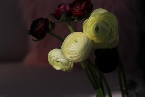 ラナンキュラス ラナンキュラス