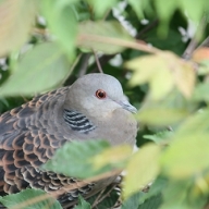 ClipboardImage ClipboardImage