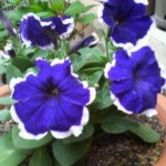 ClipboardImage ClipboardImage