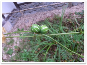 sRIMG0446