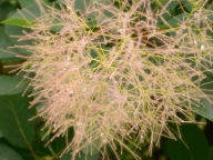 sޥꥹ0612