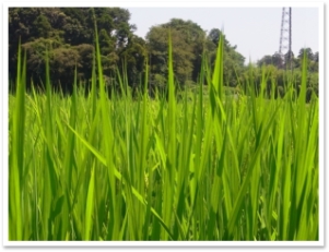 sRIMG0775