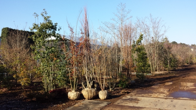 20141213_090930