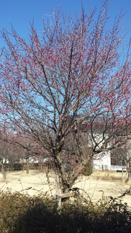 20150210_120921