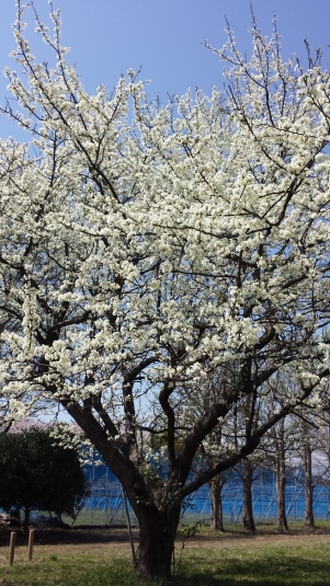 20150331_115936 20150331_115936