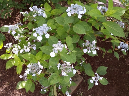 20150604_064402