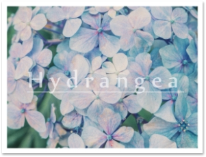 Hydrangea 花言葉 前田 千葉県柏市 エクステリア 外構 ボックスウッド