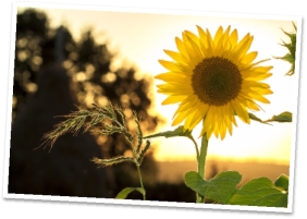 sunflower-1127174_1280