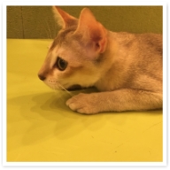 󥬥ס