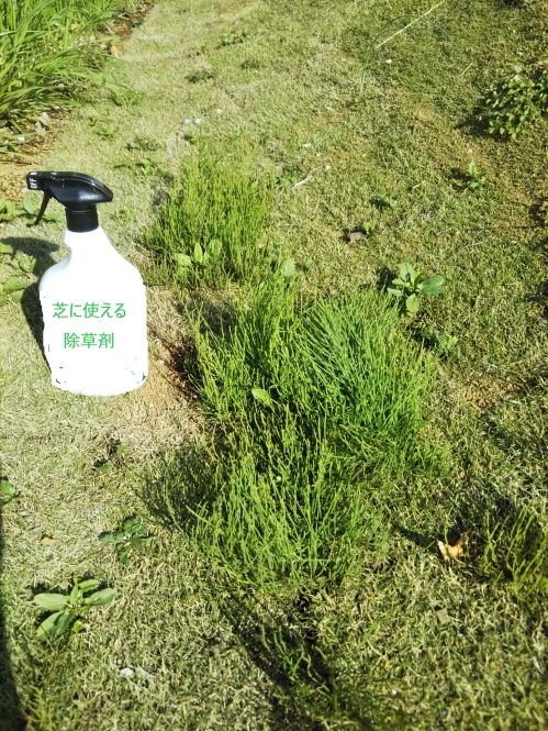 芝に使える除草剤ってどうなの 検証１ 小林 千葉県柏市 エクステリア 外構 ボックスウッド