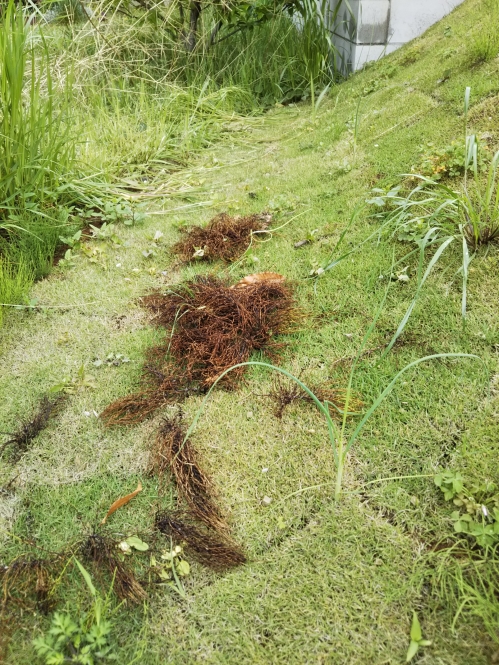 芝に使える除剤ってどうなの 検証2 その後報告 小林 千葉県柏市 エクステリア 外構 ボックスウッド