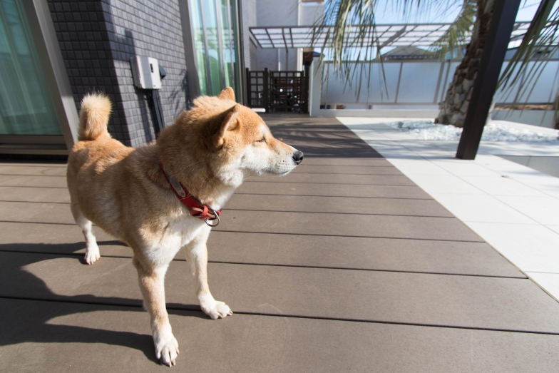 N邸 リゾートホテルのようなお庭でワンちゃんと遊べるように ワンガーデン By Boxwood 愛犬と過ごせるお庭 千葉県柏市