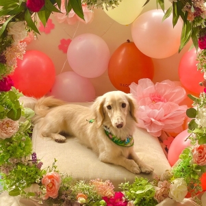 ¤ï¤ó¥¬¡¼¥Ç¥ó ¤ï¤ó¥¬¡¼¥Ç¥ó