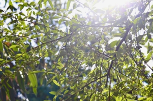 S__125976605 S__125976605