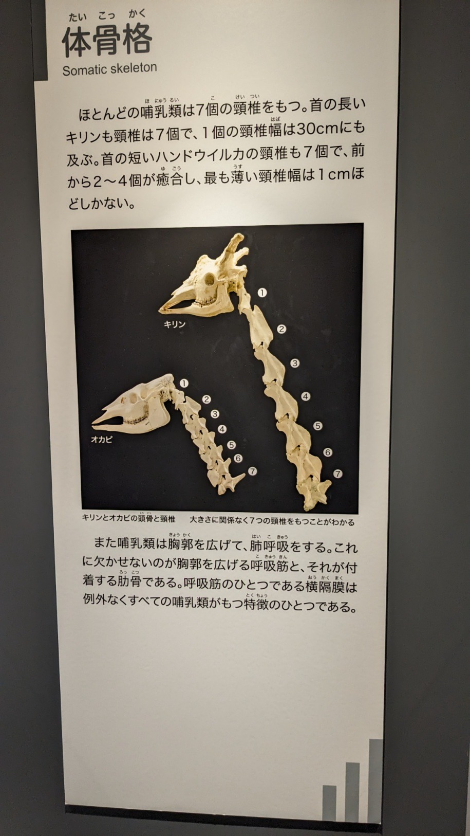 NiwaNaviPopupImage