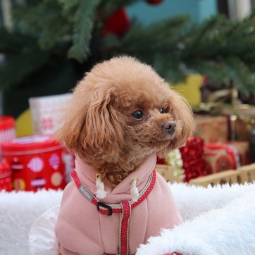 ワンガーデンフェスタ ワンガーデンフェスタ