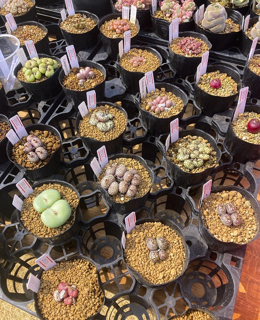 IMG_0808 1 IMG_0808 1