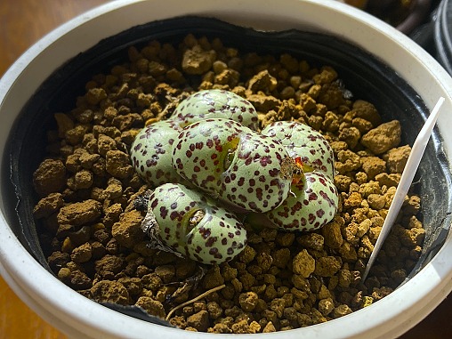 IMG_0820 1 IMG_0820 1