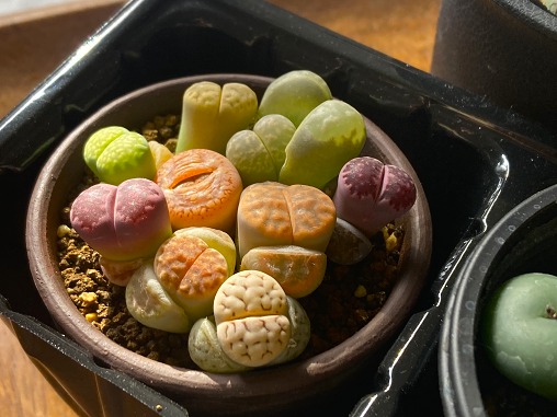 IMG_0819 1 IMG_0819 1