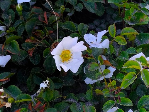 27529_0 27529_0