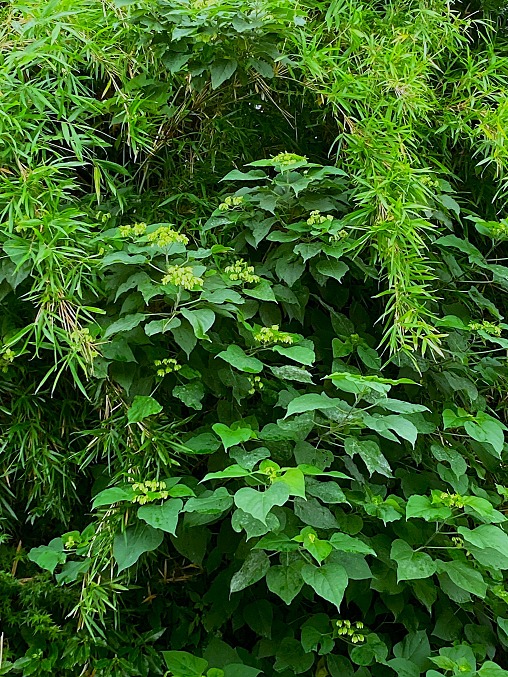 image1 image1